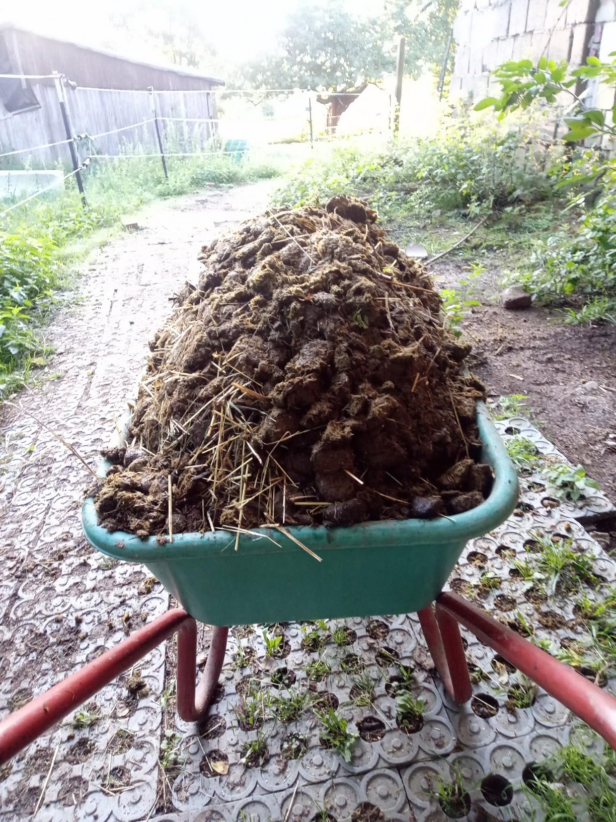 Leicht
